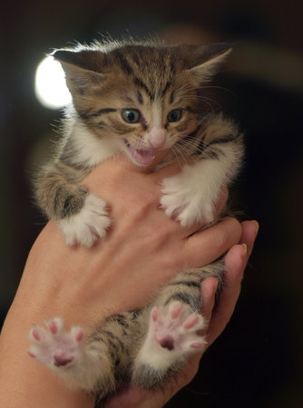 scared brown and white little kitten in handsの写真素材