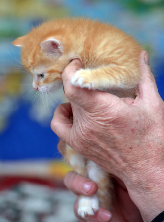 cute little red kitten in handsの写真素材