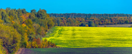 yellow field in autumn and line of trees on the horizon under the blue sky