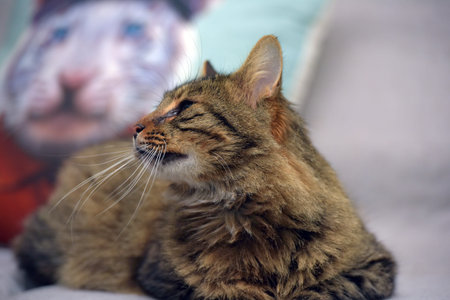 brown siberian fluffy cute cat