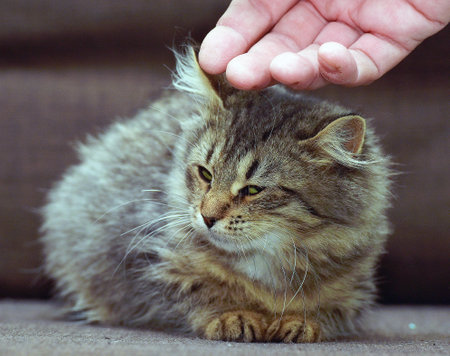 fluffy brown Siberian kittenの写真素材