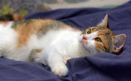 playful tricolor kittenの写真素材