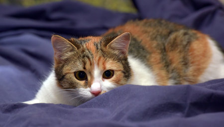 playful tricolor kittenの写真素材