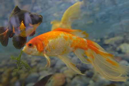 gold aquarium fish in the waterの写真素材