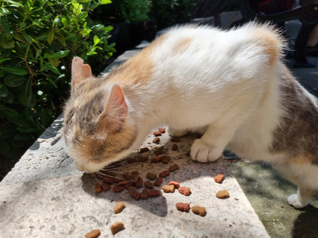 stray cat with white and red-black spotted fur that eats dry food. A cat stands on a concrete wall and rests its front paws on its upper surface, eating food scattered on the surface of the wall. In the background you can see green bushes, as well as part of the sidewalk with stone slabs, illuminated by sunlight. In the distance you can see people sitting on a bench in the shade. The cat looks thin, which may indicate that it is homeless.の写真素材