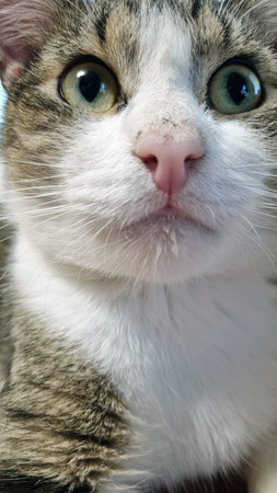 A close-up of a tabby cat's face with white fur. The cat is looking straight at the camera with its...