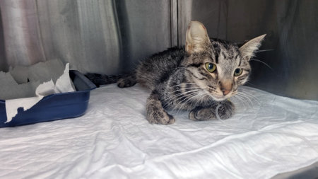 a tabby cat in a veterinary clinic. The cat is lying on a white mat inside a metal cage. His posture is alert, his eyes are wide open and looking towards the camera. A blue litter tray with torn paper towels is visible in the background. The environment around the cat looks sterile and clean, emphasizing the medical environment. The cat looks weak and in need of care.の写真素材