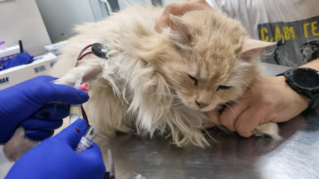 A long-haired ginger cat lying on a table in a veterinary clinic. The cat appears calm and relaxed, its eyes half-closed. A veterinarian in blue gloves takes blood from the cat's paw using a syringe and a tube attached to the paw. The cat has the hands of another person next to it, holding it still. Medical supplies and equipment from the clinic are visible in the background.の写真素材