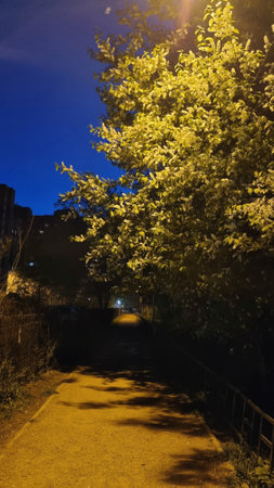 a city alley at night, illuminated by street lamps. On the left in the foreground you can see a tall green bush, illuminated by the yellow light of a street lamp, which creates a contrast with the dark sky. On the right, a row of trees stretches along the alley, also illuminated by street lamps. In the distance, you can see the outlines of residential buildings with lights in the windows. The atmosphere of the photo is calm and a little mysterious thanks to the dark shadows and soft lighting.の写真素材