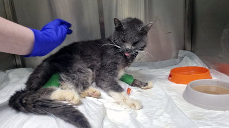 a very sick cat in a veterinary clinic. The cat is sitting in a cage on a white sheet, with metal cage walls visible around it. There are green bandages on its paws, which may indicate medical procedures or treatment. The cat looks weak and exhausted, with its head down. An orange bowl is visible in the right corner, which is probably intended for food or water. The photo conveys an atmosphere of care and medical care for a sick animal.の写真素材