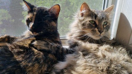 two cats lying on a windowsill. One cat, the left one, has a black and red color with spots, the other one, the right one, is gray and fluffy with green eyes. The cats look relaxed and comfortable, enjoying the sunlight that comes through the window. The background of the image is a mesh on the window and green leaves of the trees outside the window, which creates a cozy and calm atmosphere.の写真素材