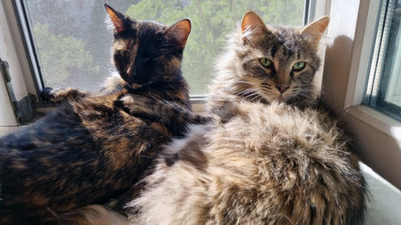 two cats lying on a windowsill. One cat, the left one, has a black and red color with spots, the...