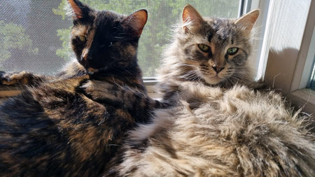 two cats lying on a windowsill. One cat, the left one, has a black and red color with spots, the...