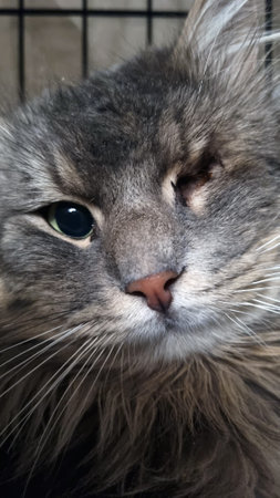 A close-up of a cat with long, gray-brown fur that is missing one eye. The cat looks sad and lost. This photo shows an animal with a disability, which may draw attention to the importance of caring for pets with special needs. The cat is in a cage, which may indicate that it is in a veterinary clinic or shelter.の写真素材