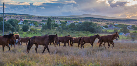 driving a herd to a pasture at the foot of the White Rockの写真素材