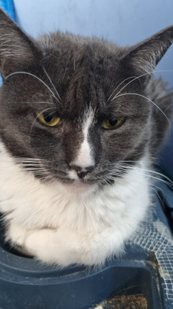 gray cat with a white stripe on its noseの写真素材