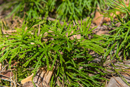 Diphasiastrum complanatumの写真素材