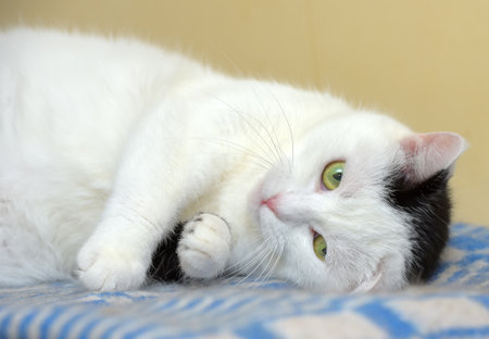 playful white cat with black spotの写真素材