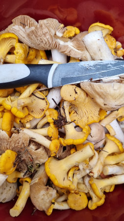 a freshly picked mix of mushrooms in a red container. Chanterelles are prominent among them, which have a characteristic yellow-golden color and wavy edges to their caps. There are also mushrooms with white stems and light brown caps, which may be edible or forest lamellar mushrooms.
In the center lies a knife with a black handle, covered in traces of mushroom dirt, indicating the cleaning and preparation process. The mushrooms look fresh, but with small remnants of earth, twigs and forest debris.の写真素材