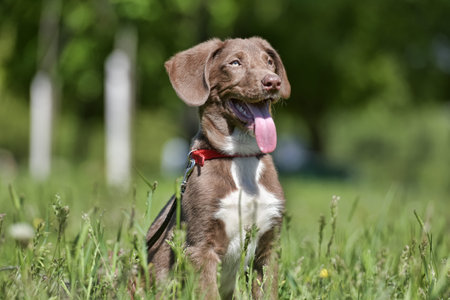 A cheerful, medium-sized dog with a brown and white coat, long ears, and a protruding tongue. It sits in tall grass against a green backdrop, enjoying a walk on a sunny day. The dog is on a leash, indicating that it is probably out for a walk with its owner. It is wearing a bright red collar that contrasts with its fur. The light background and soft blur highlight the animal's expressive features.の写真素材