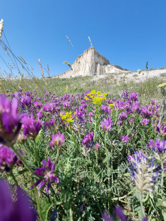 White Rock (Ak-Kaya), one of the most impressive natural places in Crimea, captured from a low angle. In the foreground are bright wild flowers: purple, yellow, green grass. They create a picturesque contrast with the chalky mass of the rock, rising against the cloudless blue sky. This combination of stone and blooming steppe seems to unite power and tenderness, past and future.

White Rock (Ak-Kaya) is a symbol of the ancient power of Crimea, a natural monument about 100 meters high. It is a chalk deposit that is not only geologically but also culturally valuable. This place inspires, attracts tourists, photographers and those who seek silence and space.の写真素材
