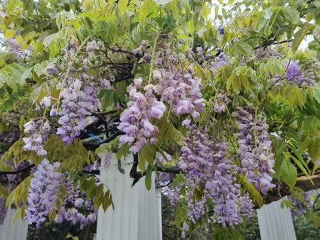 lush, hanging brushes of wisteria flowers, painted in delicate lilac-purple shades. Flowers fall from vines, entwined with white columns, creating the feeling of a romantic arch or gazebo. The rich green foliage contrasts beautifully with the purple inflorescences. The atmosphere of the photo is refined and dreamy, like in a botanical garden or in the garden of an old villa. Spring is in full bloom.の写真素材