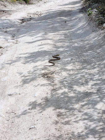 a light dusty path in the Crimean natural area, illuminated by the sun and partly covered by the shadows of the trees. In the center of the frame is a yellow-bellied lizard (Pseudopus apodus), a large legless lizard that looks like a snake but is not one. It lies on the warm road, probably basking in the sun. Its body is smooth, brown-yellow, with a characteristic thickened head. This is a rare and interesting representative of the Crimean fauna.の写真素材