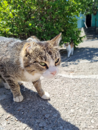 a street cat in Simeiz, Crimea. The foreground is occupied by a tabby-white cat with an expression...