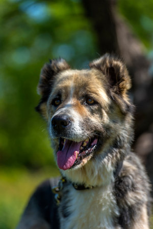 a large dog with a kind and attentive expression on its face. Its fur is of medium length, thick, and tricolor: gray and white with black spots. The dog has erect ears with soft tips, expressive dark eyes, and a slightly protruding tongue - it has probably just been walking or playing. The dog is standing against a background of green grass and trees, illuminated by bright sunlight. The atmosphere of the frame is warm, summery, filled with life and nature. The animal looks healthy, cheerful, and friendly.の写真素材