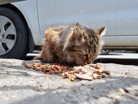 a homeless tabby cat with long fluffy fur. He cautiously eats food and scraps of meat right off the asphalt near a parked car. His gaze is wary and hungry, but he does not look up from his food, as if he is afraid that it might be taken away. The background is a city street, a little dusty, with car wheels and gray concrete. This is the harsh reality of street life, in which even a piece of food is a real stroke of luck.の写真素材