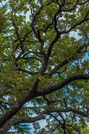 a majestic tree with curved, intertwined branches, shot from the bottom up. Its crown is densely...