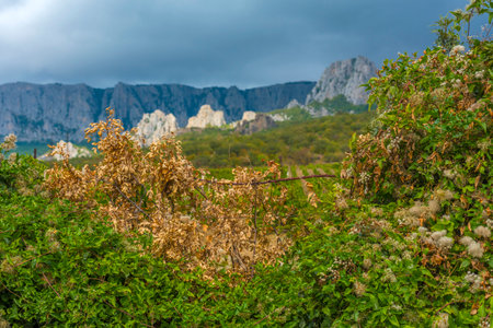 autumn Crimean landscape with dense thickets of green and already dried plants in the foreground. An old metal wire or fence is visible, partially hidden by vegetation. In the background are vineyards, wooded hills and massive rock formations. Thick clouds hang over the mountains, giving the landscape a dramatic mood and foreshadowing rain. The color scheme is a combination of green, ochre and gray-blue tones.の写真素材