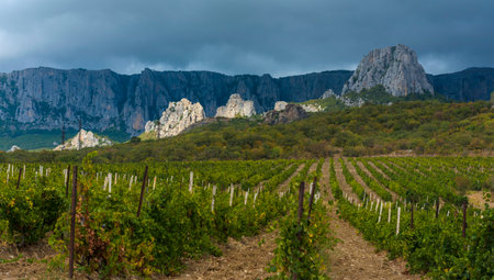 a picturesque Crimean landscape: the foreground is occupied by a vineyard with neat rows of green vines stretching into the frame. Behind it rise cliffs and mountain ranges - the light limestone formations and massive cliff are especially prominent. The sky is covered with thick clouds, creating a dramatic contrast with the bright greenery and gray-blue mountains. Autumn is beginning to color the foliage, adding warm shades to the overall color palette.の写真素材