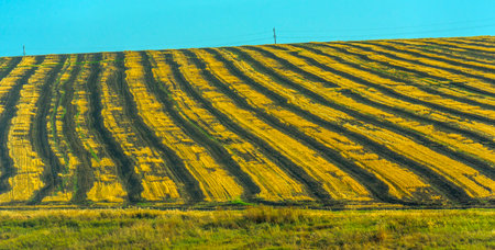 a field after harvest with alternating stripes of yellow stubble and black tilled soil. These undulating rows create a rhythmic geometric pattern, emphasizing the relief of the area. A power line runs above the horizon. The sky is bright and cloudless, painted a rich blue. The photo conveys a sense of autumnal calm and order, associated with rural labor and the harmony of nature and agricultural activity.の写真素材