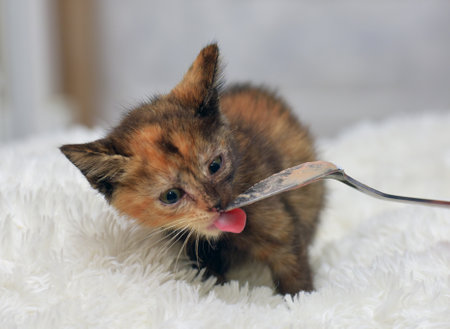 A small tortoiseshell kitten licks a spoon with food with interest, having settled down on a soft white blanket. His gaze is focused and slightly wary, and his face is dirty with food, which makes the scene especially touching. The background is neutral, not distracting from the main character. The photo conveys care, the process of feeding and the importance of attention to the smallest and most vulnerable pets.の写真素材
