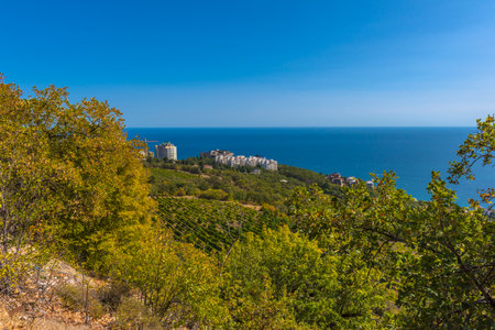a picturesque view from a hill in Crimea. In the foreground is lush green trees, possibly oaks, in a light autumn shade. In the center are vineyards, neatly planted in rows on the slope. Behind them are modern residential buildings, including high-rises, probably resort complexes. In the distance is the endless Black Sea, calm and deep blue, merging with the horizon under a clear blue sky. The photo conveys an atmosphere of calm, comfort and natural wealth of the southern coast.の写真素材