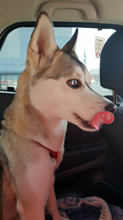 a husky dog ââsitting in the backseat of a car. It has expressive blue eyes with the characteristic husky dark eyeliner, erect ears and a thick double-layered coat of gray and white color. The dog sits on a blanket with a geometric pattern and looks intently at the camera. It is wearing a red train. A cityscape with an office building is visible through the car window. The light falls on the dog's muzzle, emphasizing its expressive look and the symmetry of its color.の写真素材