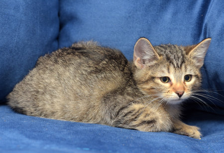 A tabby kitten comfortably resting on a soft blue couch. The kitten is lying curled up, gazing directly at the camera with a calm and curious expression. Warm lighting highlights its fluffy fur and sweet face, creating a perfect image of home comfort and tenderness.の写真素材