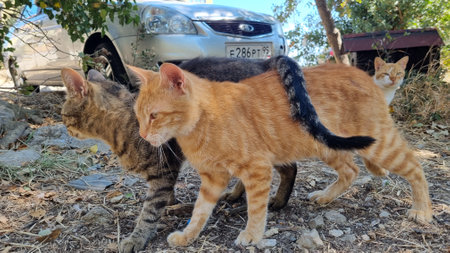 Three stray cats outdoors in a shaded area near parked cars. In the foreground, a ginger cat and a tabby cat are walking closely together, their bodies intertwined. In the background, another ginger and white cat is watching. The image captures a moment of natural feline behavior and street life.の写真素材