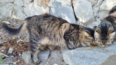 Two striped street cats with fluffy fur eat dry food against the background of a stone wall. One cat stands on the stone, the other one is next to it, both are focused on the food. Around is a natural environment with dry twigs, cones and stones. The scene conveys the atmosphere of caring for homeless animals and the street life of cats. This photo is suitable for the topics of helping animals, street nature, volunteering and the natural behavior of pets in the urban environment. street catsの写真素材