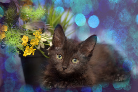 Adorable fluffy black kitten lying on a dark surface indoors. The kitten gazes directly at the camera with expressive green eyes. The blurred background features potted plants and yellow flowers, creating a warm and cozy home atmosphere.の写真素材