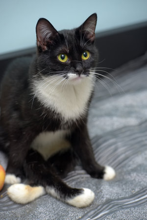 A cute black and white cat with expressive green eyes sits on a soft surface indoors. The animal looks well-groomed and calm, its white paws emphasize the contrast with the dark fur. In the background is a calm home environment, next to the cat there is an apple and a sweet potato, adding coziness and warmth to the scene. An ideal image to illustrate caring for pets, coziness and tranquility in the house.の写真素材