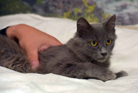A fluffy gray cat with bright yellow eyes, lying on a white surface. Someone's hand is gently holding the animal, demonstrating care and attention. The cat looks forward warily, its ears are raised, and its facial expression is focused. The background is softly blurred, not distracting from the main object - the animal. The scene conveys a sense of warmth, trust and interaction between a person and a pet. Perfect for themes: animal care, veterinary medicine, pets, rescue and adaptation of cats.の写真素材