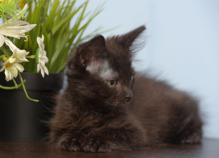 Adorable fluffy black kitten lying on a dark surface indoors. The kitten gazes directly at the camera with expressive green eyes. The blurred background features potted plants and yellow flowers, creating a warm and cozy home atmosphere.の写真素材