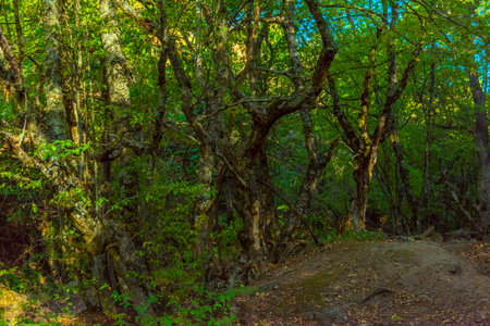 a dense deciduous forest with a high canopy. The sun's rays break through the dense greenery of the trees, creating a play of light and shadow. The tree trunks are covered with moss and bark, and in some places, winding branches and roots are visible. In the foreground is an earthen path strewn with dry leaves. The atmosphere of the forest is warm, slightly mystical, conveying a sense of solitude and deep nature. This could be the beginning of a tourist route, a nature reserve, or a wild forest tract.の写真素材