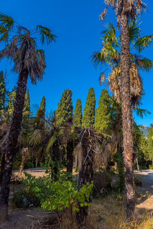 sunny day in a subtropical forest park or botanical garden. The frame is dominated by tall, slender cypresses and palm trees, among which are both green and partially dried trees with drooping leaves. In the foreground are shrubs and tropical vegetation. The bright blue sky without clouds emphasizes the warmth and dryness of the climate. The landscape looks a little neglected, but retains its natural beauty and the atmosphere of southern nature.の写真素材
