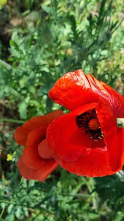 A close-up of two bright field poppies, shot against a background of green vegetation in their natural environment. One flower is in focus, its scarlet petals are translucent in the sun, stamens and dark core are visible. The second poppy moves slightly to the side, creating a dynamic composition. The photo conveys the beauty of Crimean nature during the spring flowering period, an atmosphere of warmth, freshness and southern sun.の写真素材