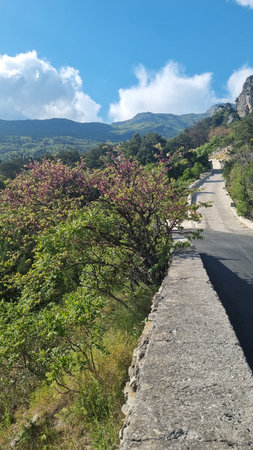 a picturesque mountain road in Simeiz, Crimea. An asphalt path with a stone fence goes into the distance, winding among green hills. On the left, there are dense trees, one of which is covered with bright pink-purple flowers. On the horizon are the majestic Crimean mountains covered with forests, and a bright blue sky with white clouds, giving the photo a feeling of space and freshness. An atmosphere of peace and natural harmony.の写真素材
