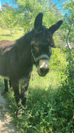 a black fluffy donkey standing on a narrow path among dense greenery under the bright sun. Its face with a soft expression is partially turned to the camera, on its head is a simple gray bridle. Around it is a picturesque natural landscape with trees, bushes and fresh grass. The picture was taken on a sunny summer day in the mountains of Crimea, creating a feeling of coziness, rural tranquility and wildlife.の写真素材