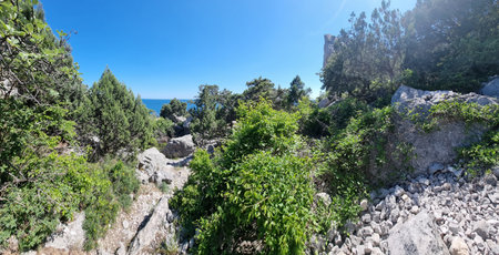Panoramic view from the southern slope in the Simeiz area, Crimea. In the foreground is a rocky area with large boulders and abundant greenery, including shrubs and junipers. Wild grasses and flowers grow among the rocks. In the background is a dense coniferous forest, beyond which the turquoise expansion of the Black Sea can be seen. On the left is dense vegetation, on the right are massive granite boulders. A bright sunny day, a blue sky without clouds emphasize the wild beauty of the Crimean coast.の写真素材